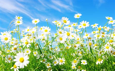 Image result for Background Spring