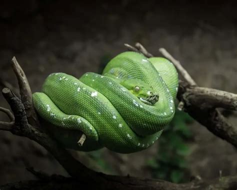 Green Tree Python Habitat Map に対する画像結果