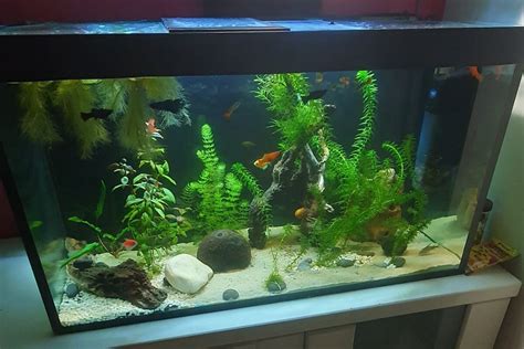 Simple Fish Tank Setup - Guide for 2025