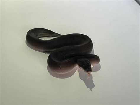 Toradh íomhá ar 8 Ball Python