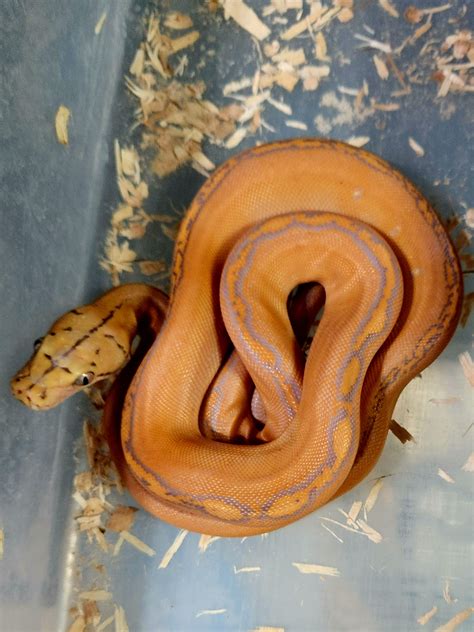 Image result for Dwarf Reticulated Python Colors