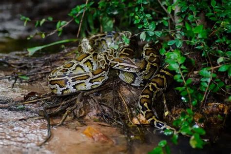 Burmese Python Nutrients に対する画像結果