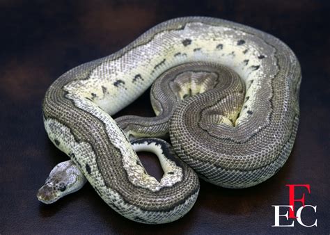 Pewter Ball Python に対する画像結果