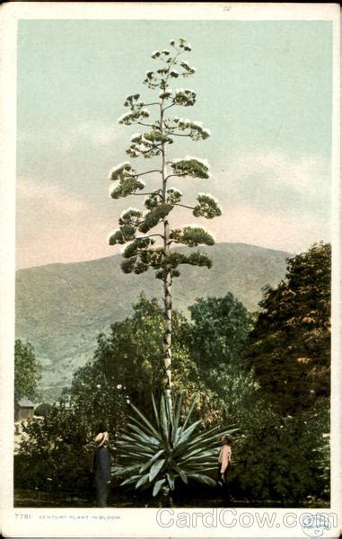 Image result for Century Plant Cactus