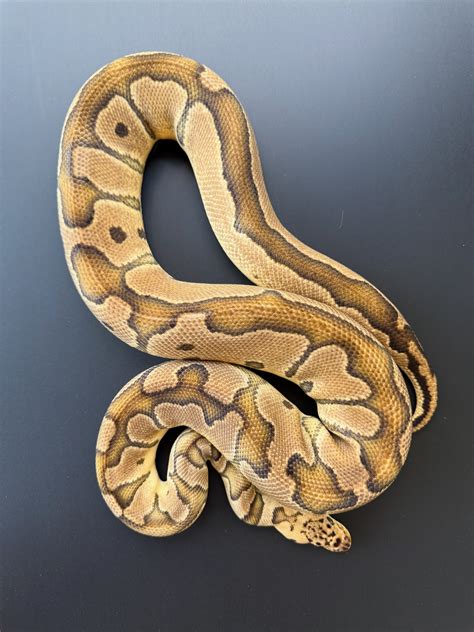 Image result for Red Dragon Ball Python