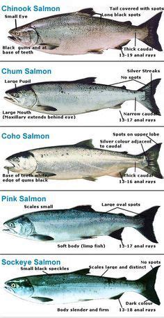 Image result for infographic timeline examples