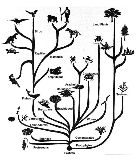 Image result for LifeMap Evolution Tree