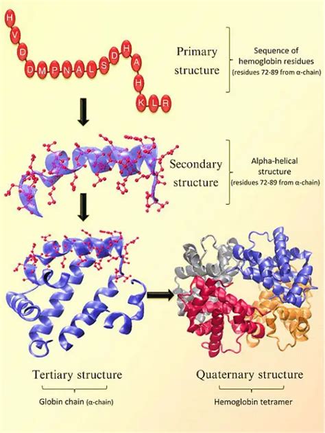 Image result for Hemoglobin Structure and Function