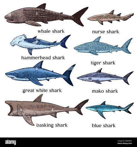 Image result for Different Types of Sharks