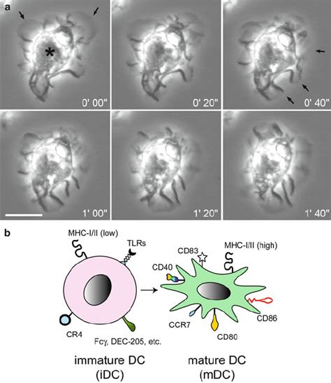 Image result for Mouse DC Microscope