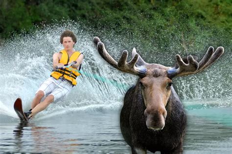 Moose Water Feature के लिए छवि परिणाम
