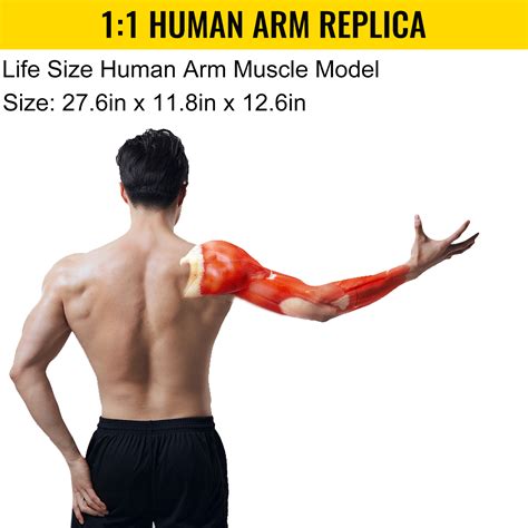 Image result for Simple Arm Model
