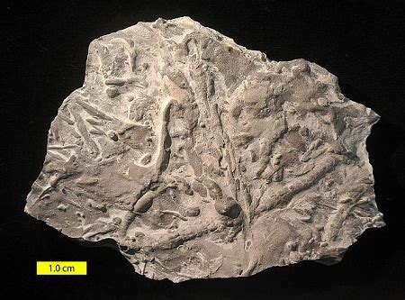 Image result for Trace Fossil Facts