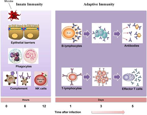 Afbeeldingsresultaten voor Adaptive Immunity Flow Chart