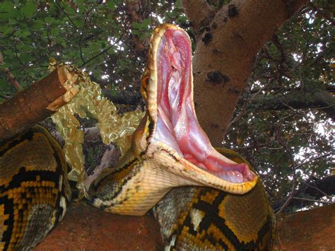 Afbeeldingsresultaten voor Pythonidae