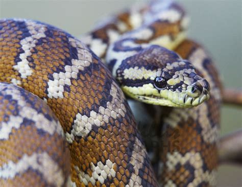 Toradh íomhá ar Central Carpet Python