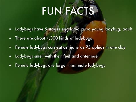 Image result for Ladybug Fun Facts for Kids