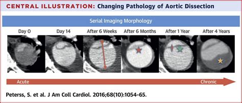 Medical Dissection に対する画像結果