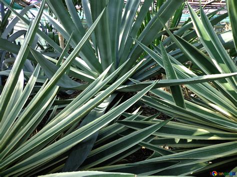 Image result for Century Plant Cactus