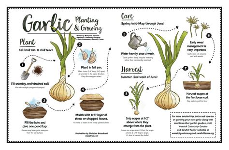 Image result for Growing Garlic From Seed Heads