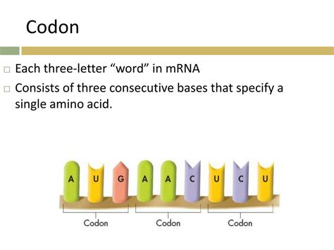 Afbeeldingsresultaten voor Protein That Reads Codon