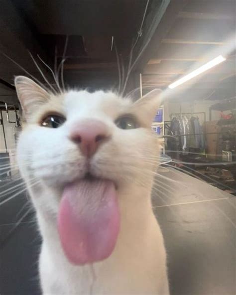 Image result for Cat C12 Engine Block