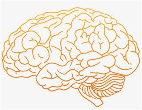 Image result for Brain Transparent PNG Simple