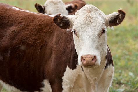 Image result for Cow Hereford Cattle
