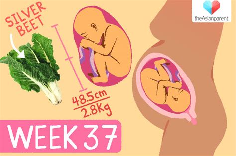 Image result for 37 Week Pregnancy Chart