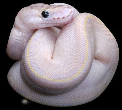 Toradh íomhá ar Two Ball Python