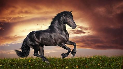 Sound File Horses Galloping に対する画像結果