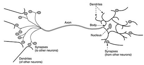 Image result for Biological Neuron Model