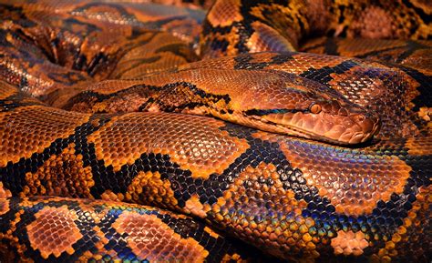 Image result for Python Animal in Short