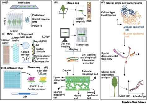 Image result for Plant Transcriptomics