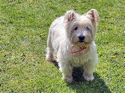Image result for Sounds of Dogs Barking