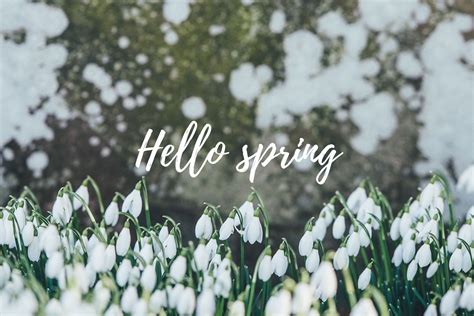 Image result for Spring Wallpaper Simple