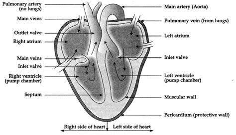 Image result for Life Processes Heart Diagram Class 10