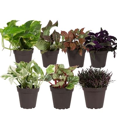 Image result for House Plant Near Me