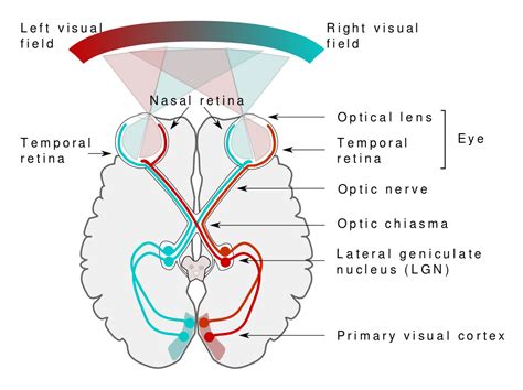 Afbeeldingsresultaten voor Visual Processing System