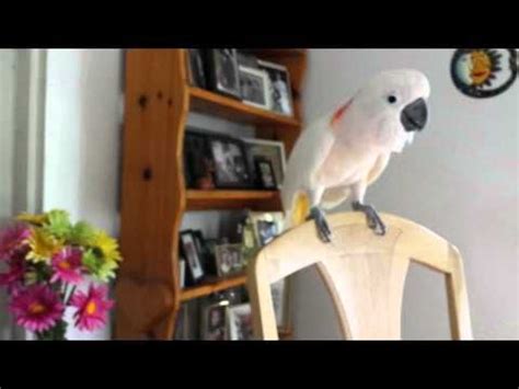 Résultat d’images pour Mr. Max Cockatoo