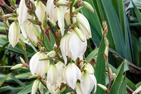 Image result for How to Propagate an Outdoor Yucca