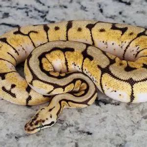 Ball Python Table に対する画像結果