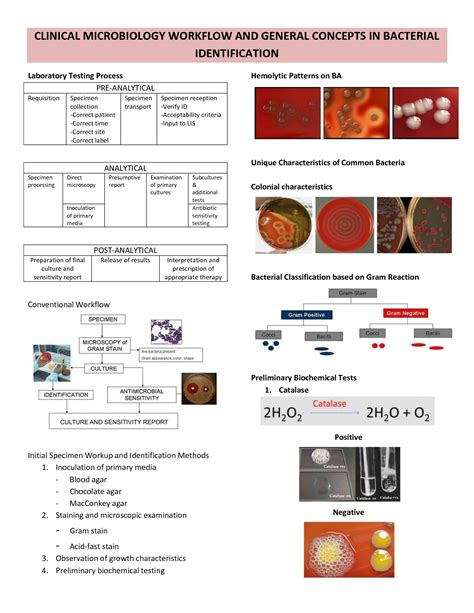 Image result for Microbiology Workflow