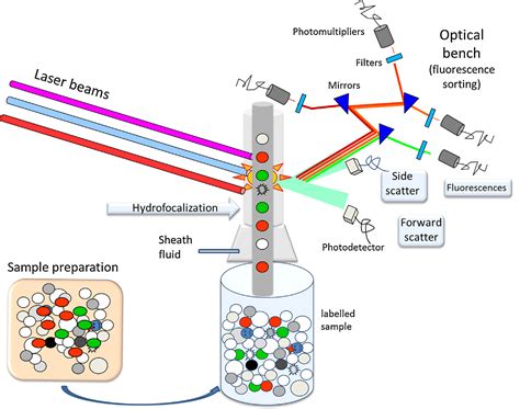 Image result for Flow Cytometry Test