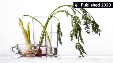 Image result for Zero Waste Cooking