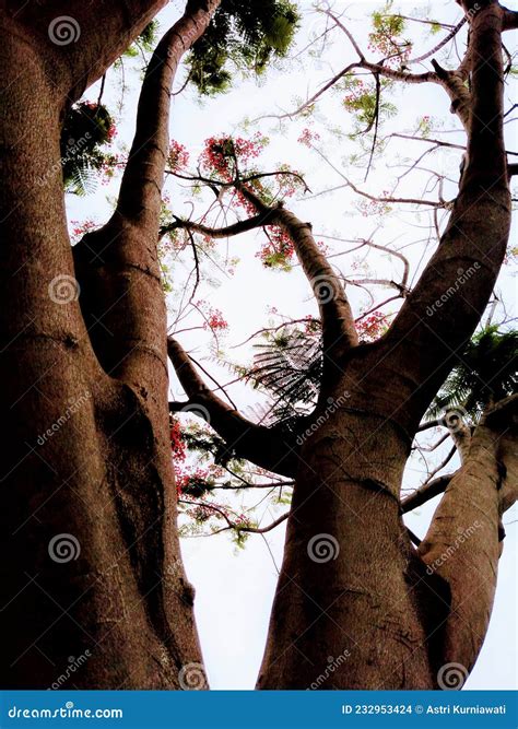 Image result for Strong Tree Trunk