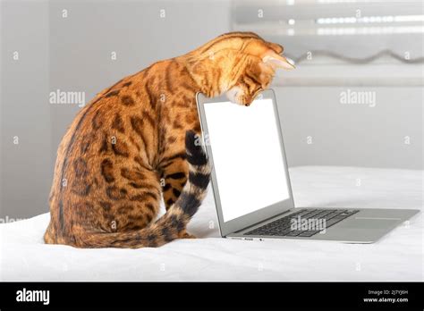 Cat Looking at Computer に対する画像結果