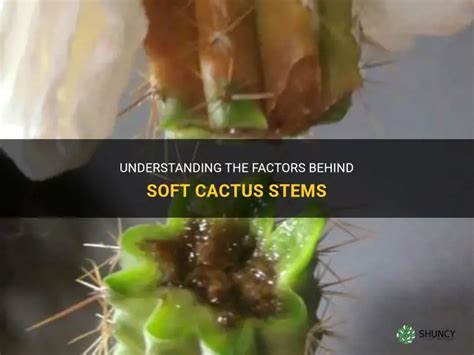 Afbeeldingsresultaten voor Cactus Stem