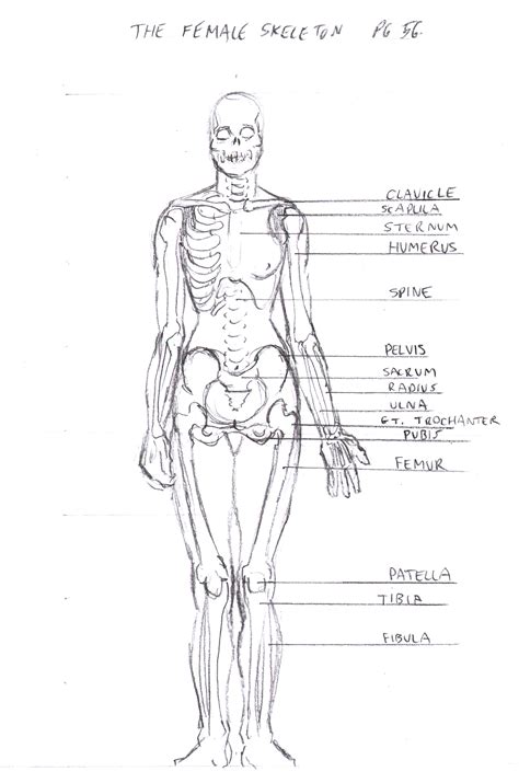 Image result for Female Skeleton for Drawing