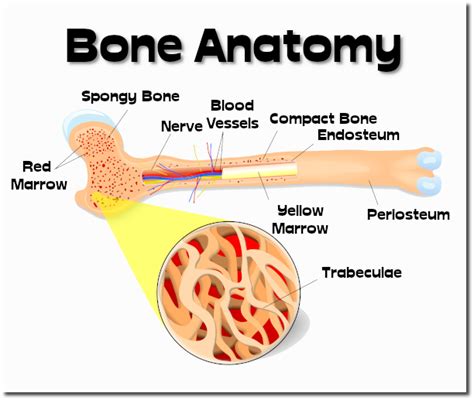 Image result for Bone Jump App